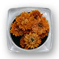 Ukrasno cveće za nokte - Narandžasta hrizantema