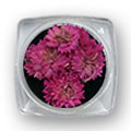Ukrasno cveće za nokte - Svetlo pink hrizantema