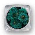 Ukrasno cveće za nokte - Tamno zelena hrizantema