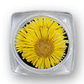 Ukrasno cveće za nokte - Žuti krasuljak