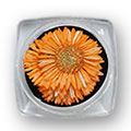 Ukrasno cveće za nokte - Narandžasti krasuljak