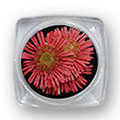 Ukrasno cveće za nokte - Crveni krasuljak