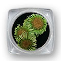 Ukrasno cveće za nokte - Zeleni krasuljak