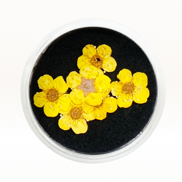 Ukrasno cveće za nokte - Žuta detelina