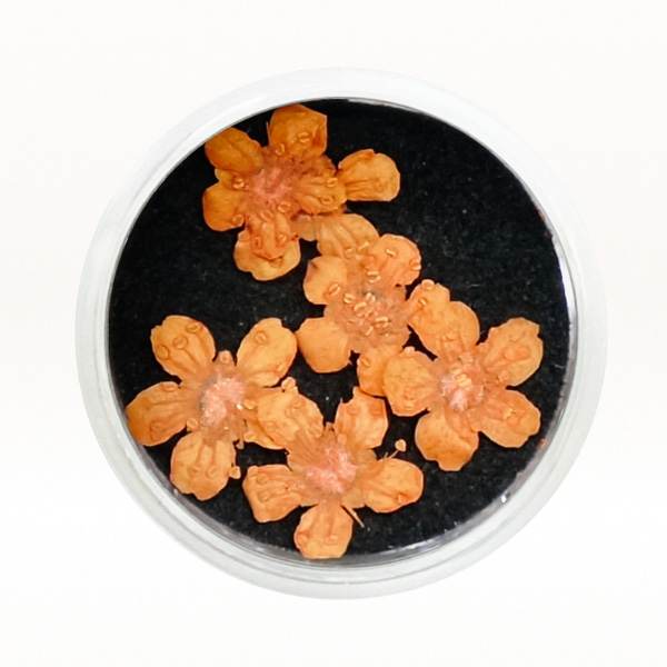 Ukrasno cveće za nokte - Narandžasta detelina