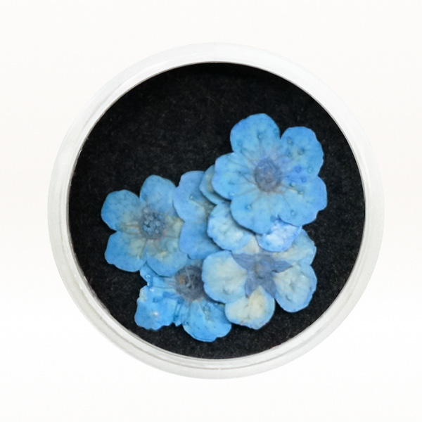 Ukrasno cveće za nokte - Plava detelina