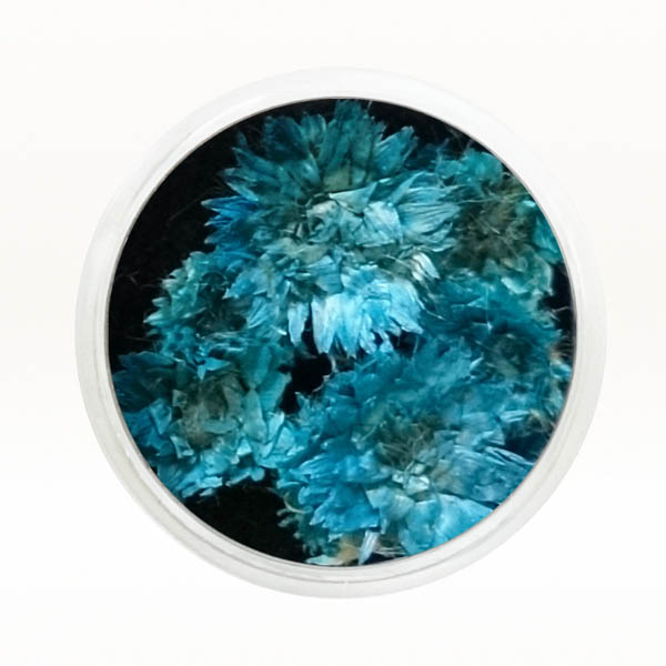 Ukrasno cveće za nokte - Plava hrizantema