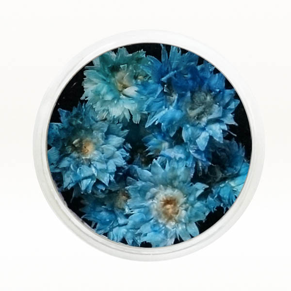 Ukrasno cveće za nokte - Tamno plava hrizantema