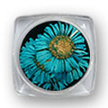 Ukrasno cveće za nokte - Plavi krasuljak